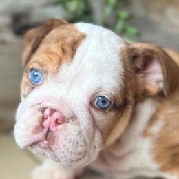 Lola Mae - Red female Bulldog puppy in Clever, Missouri from Crystals Bulldog Bungalow