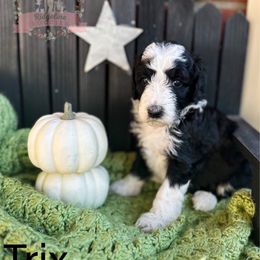 Trix - Black and white female Aussiedoodle puppy in Corydon, Indiana from Ridgeline Doodles