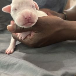 White male - White male Boxer puppy in Denison, Texas from Keisha's Boxers