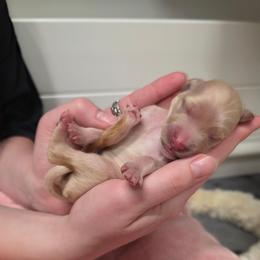 Star - Cream female Goldendoodle puppy in Summerfield, North Carolina from Lila's Teddybear Goldendoodles