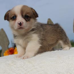 Shelly - Red female Pembroke Welsh Corgi puppy in North Manchester, Indiana from Covered Bridge Corgis