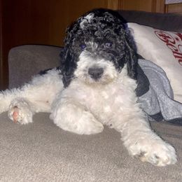 Goldendoodles from Cole Family Doodles