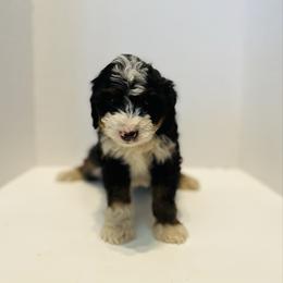 Avalanche-Green - Tri-color male Bernedoodle puppy in Casper, Wyoming from 307 Doodles