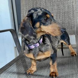 Molly - Dachshund
