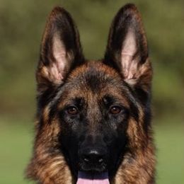 German Shepherd All Grown Up from German shepherd