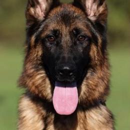 German Shepherd All Grown Up from German shepherd