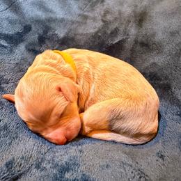 Comet - Cream female Goldendoodle puppy in Lufkin, Texas from Maggnificent Doodles