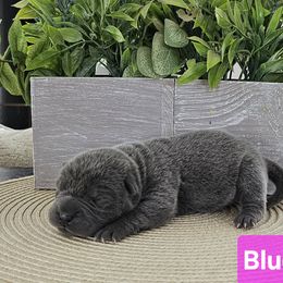 Blue Girl 1 - Chinese Shar-Pei puppy from CNY Shar Peis