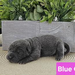 Blue Girl 1 - Chinese Shar-Pei puppy from CNY Shar Peis
