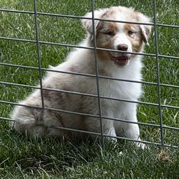 Sissy's Red Merle Boy 2 - Red merle male Australian Shepherd puppy in Mt. Pleasant, Utah from WildeOak Aussies
