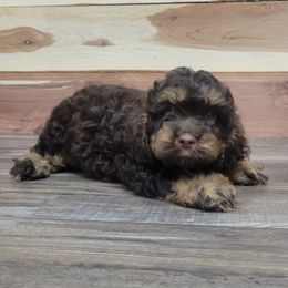 Jesse - Brown and tan male Cockapoo puppy in Missouri from KDK Missouri Miniature Poodles