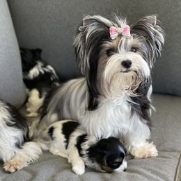 Biewer Terrier and Yorkshire Terrier Puppies from York Town California