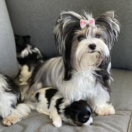 Biewer Terrier and Yorkshire Terrier Puppies from York Town California
