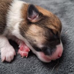 Dylan - Sable male Pembroke Welsh Corgi puppy in Purcellville, Virginia from Rhone River Farm Pembroke Welsh Corgis