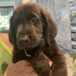 Green - Liver female Flat-Coated Retriever puppy in Kaanapali, Hawaii from Kaia Golden Flat Coat