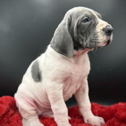 Jill - Blue and white female Great Dane puppy in Grand Junction, Colorado from Top Brackett Danes