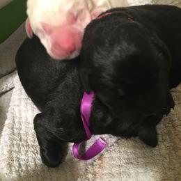 Labrador Retriever Puppies from Kingridge Kennels
