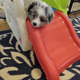Toy Australian Shepherd Puppies from Reflections of Star Crest Kennel