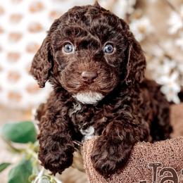 Jan - Chocolate female Australian Labradoodle puppy in Decatur, Alabama from Southern Meadows Doodles