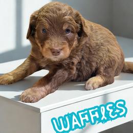 Waffles - Sable male Aussiedoodle puppy in Ellenburg Center, New York from Kristin's Puppies