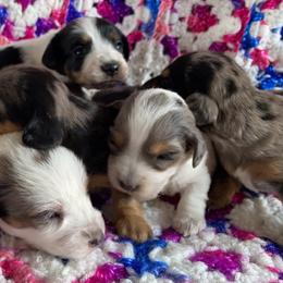 Dachshund Puppies from LPS weenies