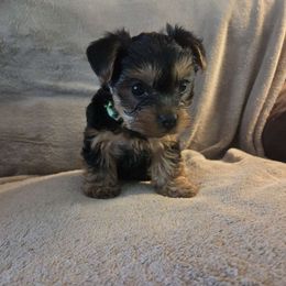 Male green collar - Black and tan male Yorkshire Terrier puppy in Bristol, New Hampshire from Hilly Acres Farm