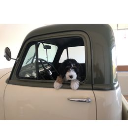 Bernedoodle and Goldendoodle Puppies from I Dream of Doodles