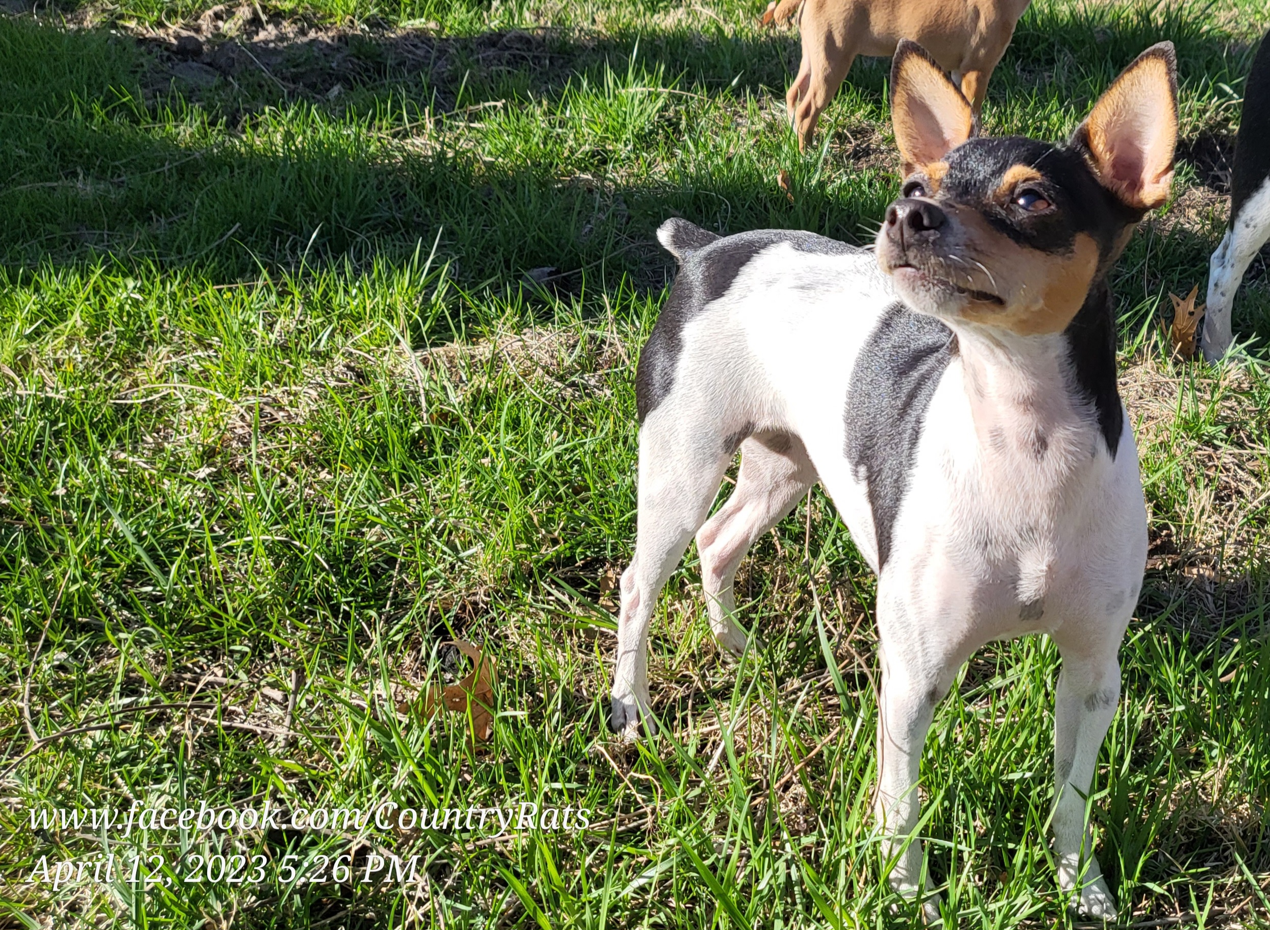 B.B. - Rat Terrier