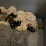 Ruby - Briard