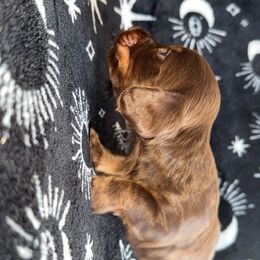 Milo - Chocolate and tan male Dachshund puppy in Anderson, California from FiveThreeZeroMiniDachshunds