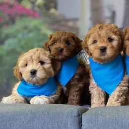 Australian Labradoodles from Mountain Park Australian Labradoodles