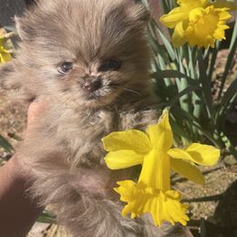 Pomeranian Puppies from Tea-Cake Pomeranians of The Carolinas