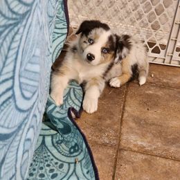 QT (Girl 2) - Blue merle Australian Shepherd puppy in Goodyear, Arizona from Kingdom Kennels