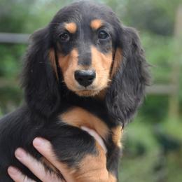 Bubba - Black and tan male Dachshund puppy in Hebron, Indiana from MCS Dachshunds