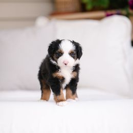 Chandler - Black tri male Miniature Australian Shepherd puppy in Pocatello, Idaho from R Heart Mini Aussies