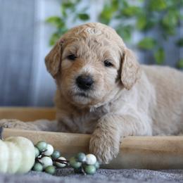 Nova - Apricot female Goldendoodle puppy in Cherry Creek, New York from Doodles Pups of NY