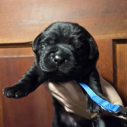 Blue Male - Black male Labrador Retriever puppy in Andrews, South Carolina from Leyland Cypress Retrievers