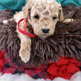 Red collar boy - Apricot male Poodle puppy in Crete, Illinois from Plum Valley Pups