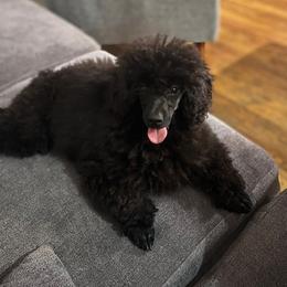 Bernarnd - Poodle