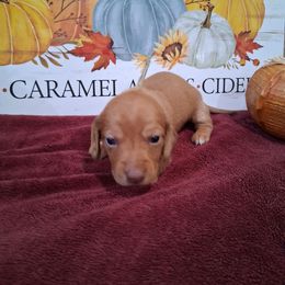 Girl 4 - Dapple female Dachshund puppy in Farmerville, Louisiana from Hancock House of Basset Hounds & Mini Dachshunds