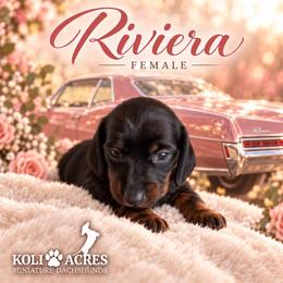 Riviera - Black and tan female Dachshund puppy in Kemp, Texas from Koli Acres
