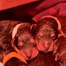 Airedale Terriers from Allie’s Airedales