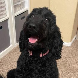 Shawdy - Goldendoodle