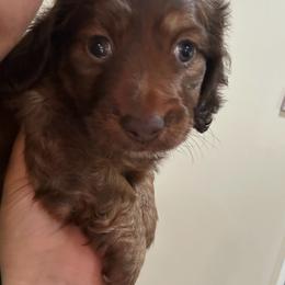 Girl 1 - Chocolate and cream female Dachshund puppy in Laurel, Mississippi from BB's Dotsies