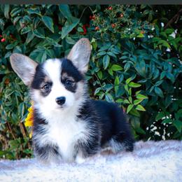 Tri girl - Black and tan female Pembroke Welsh Corgi puppy in Caliente, California from Rafter Cross 7