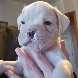 Victor - White male Boxer puppy in East Moline, Illinois from WildRiver Boxers