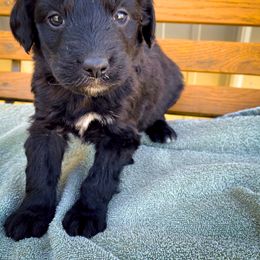 Bernedoodle and Siberian Husky Puppies from Timberline Paws