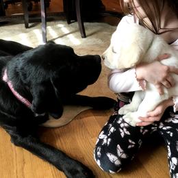 Labrador Retriever Puppies from Kingridge Kennels