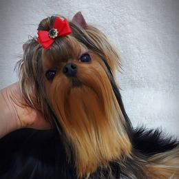 Titi - Yorkshire Terrier