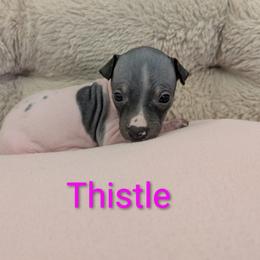 Thistle - White and black female American Hairless Terrier puppy in Phoenix, Arizona from Bare Valley